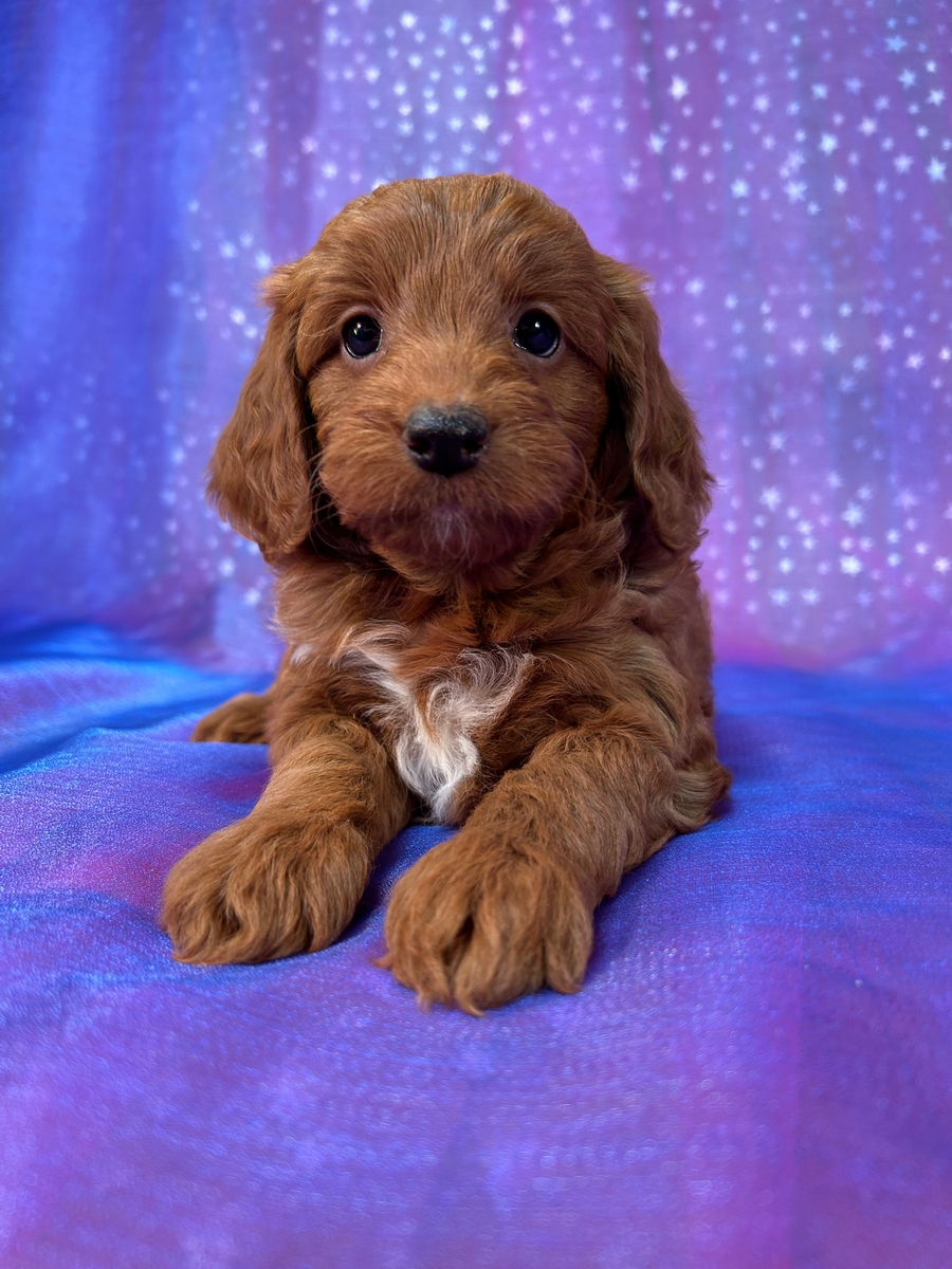Dark Red Mini Goldendoodle Female for Sale DOB 4-15-2025 $1200